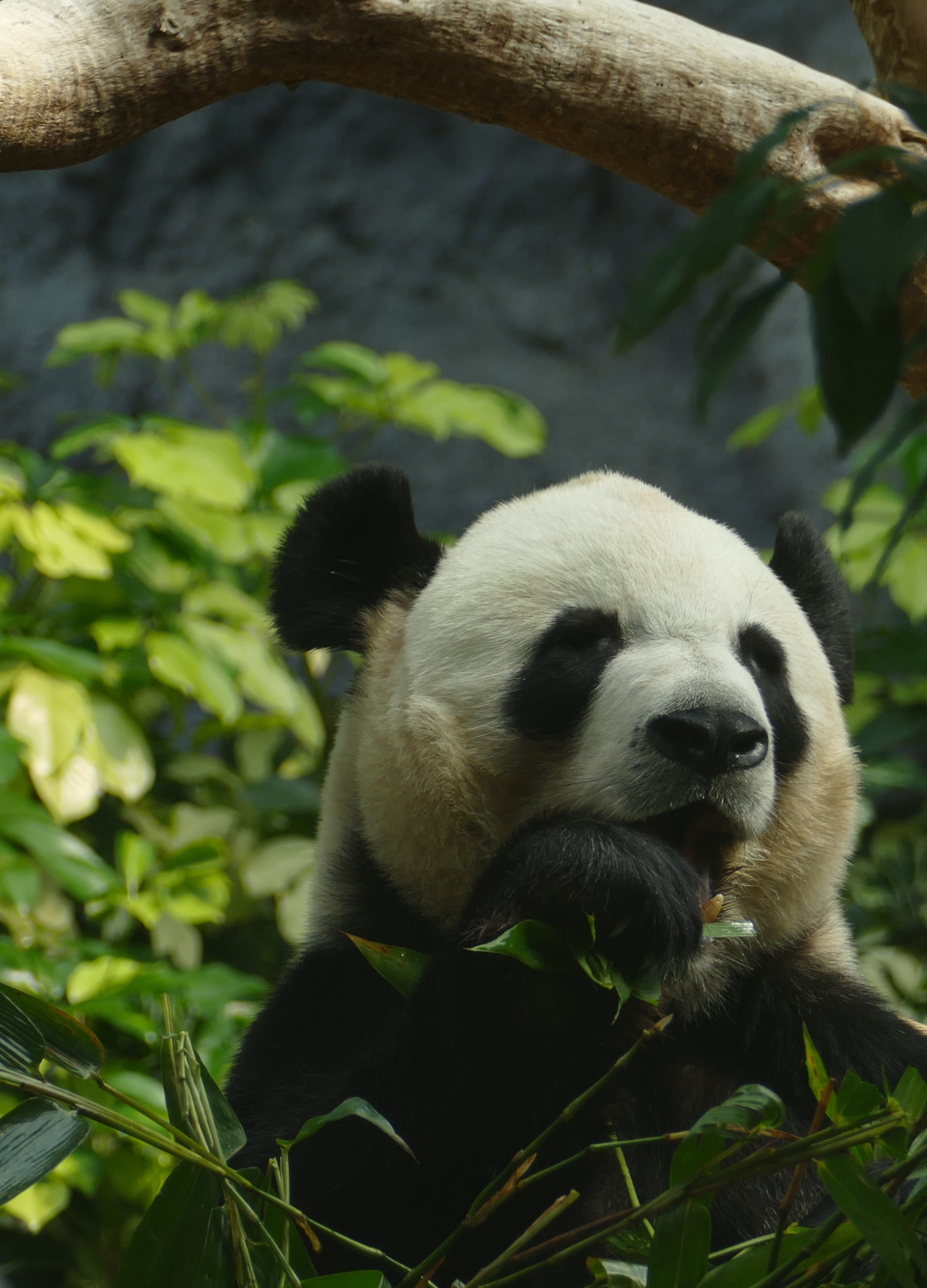 熊猫吃竹子呆萌壁纸图片-壁纸高清